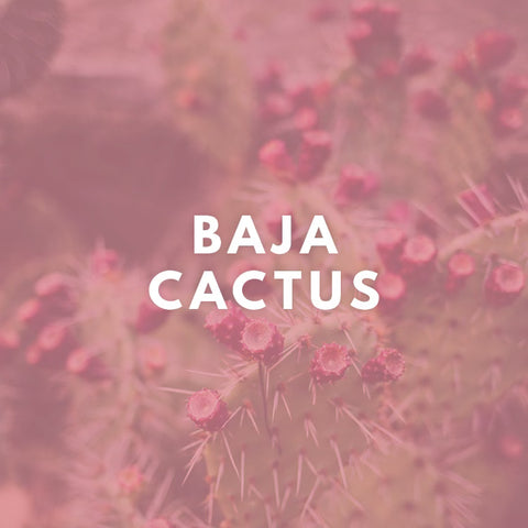 Baja Cactus